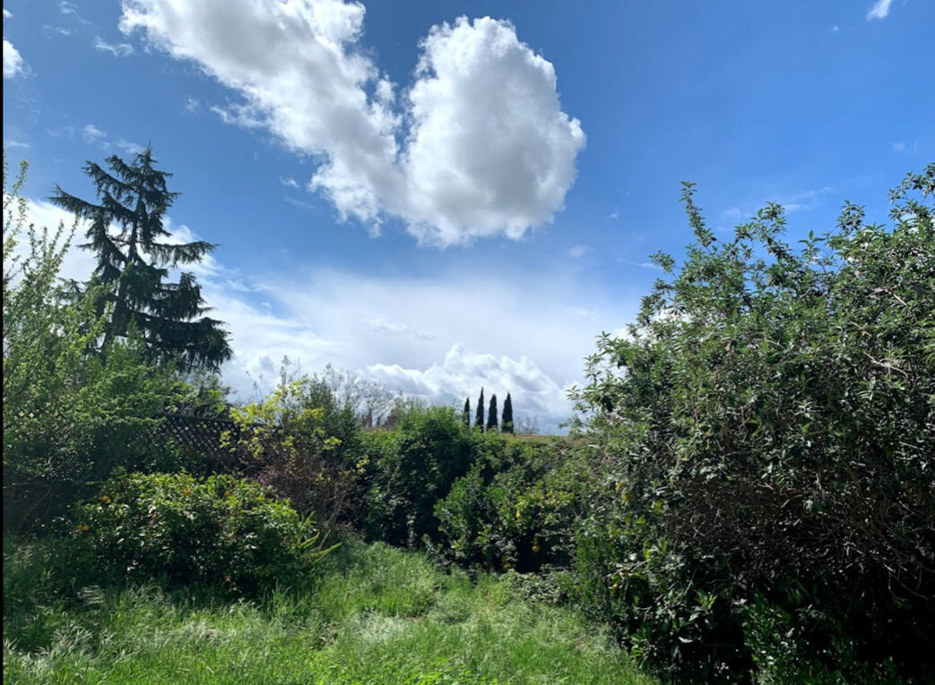 My backyard, the morning after a spring shower