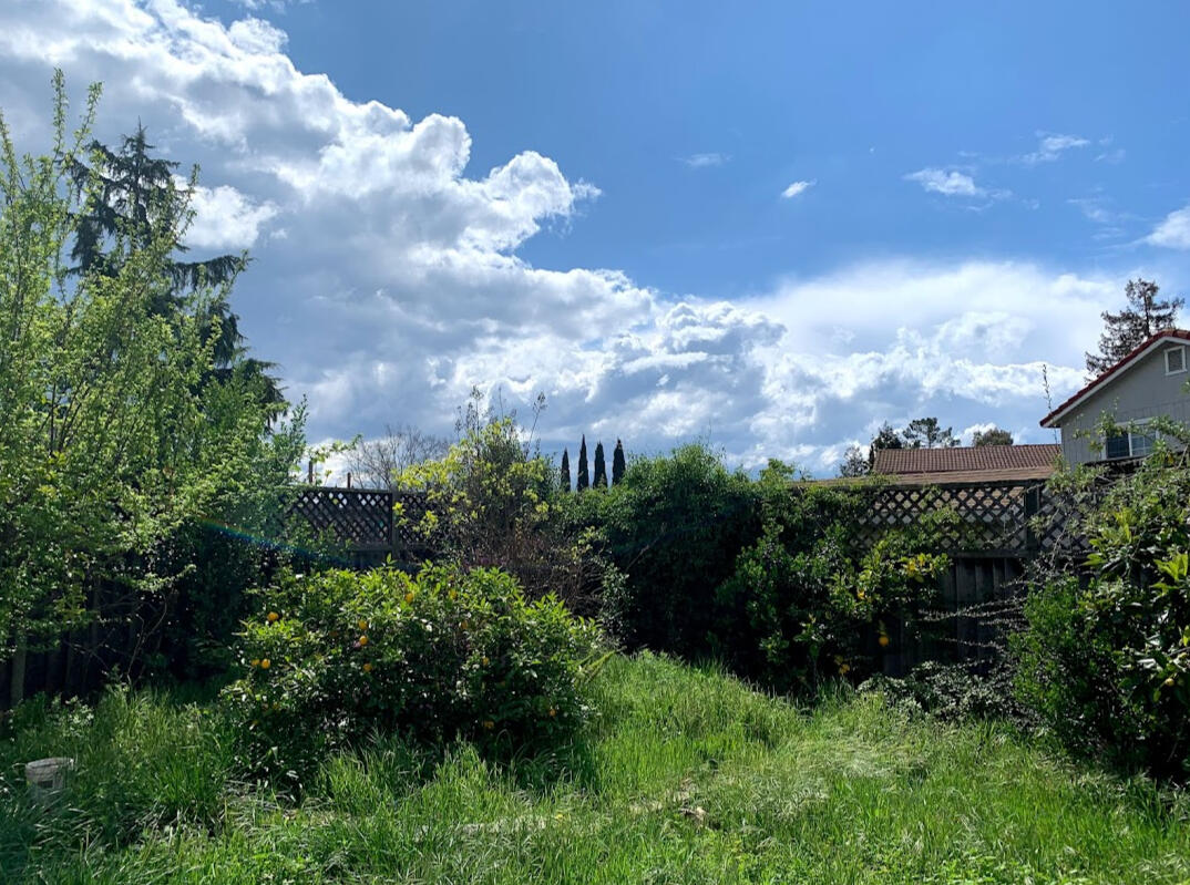 View 2 of my backyard